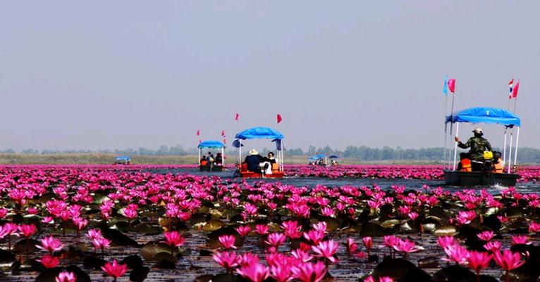 ทะเลบัวแดง หนองหาน อุดรธานี